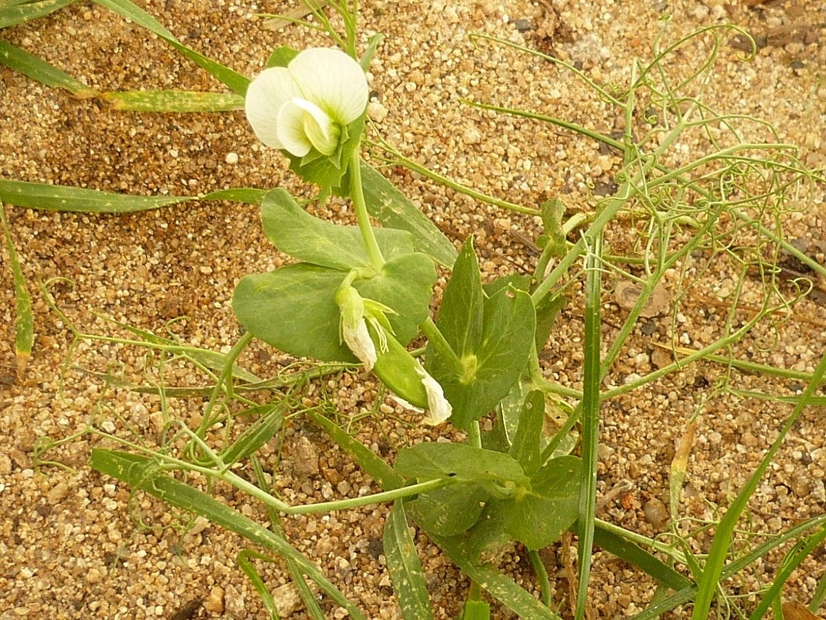 Lathyrus oleraceus subsp. oleraceus (Fabaceae)